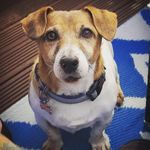 Profile Picture of Milo Brian (@milo2011uk) on Instagram