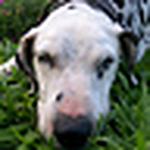 Profile Picture of Paulo Eduardo Silva Rosa (@paulo_esr) on Flickr