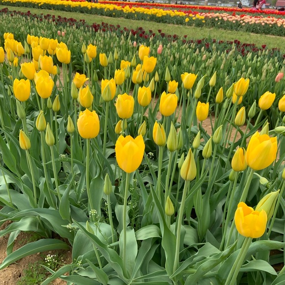 Profile Picture of Stacy Lucier (@jerseygirl808) on Poshmark