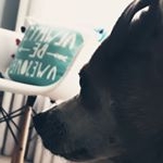 Profile Picture of Kevin (@battistonikevin) on Instagram