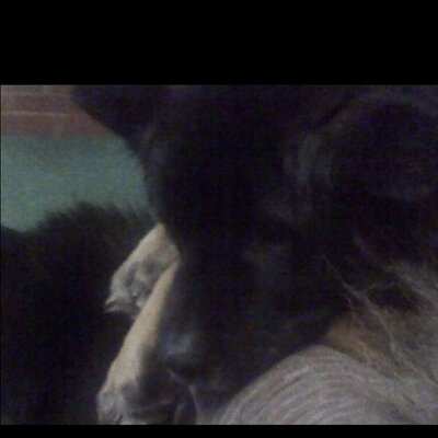 Profile Picture of Mary Ann Gentile (@my8akitas) on Twitter