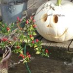 Profile Picture of Lisa Donnelly (@lisavoncile) on Instagram