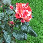 Profile Picture of Shamim Mughal (@shamimmughal9971) on Instagram