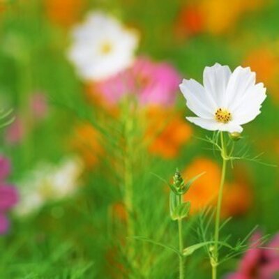 Profile Picture of Janet Blair (@BazaarStokesley) on Twitter