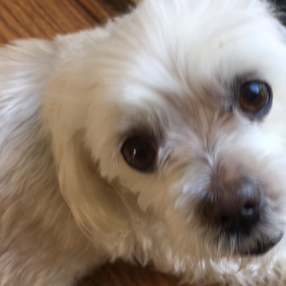 Profile Picture of Adriana Daswani (@adaswani) on Poshmark