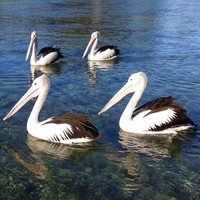 Profile Picture of Peter Theo (@peter-theo-1) on Quora