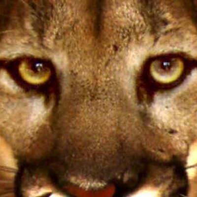 Profile Picture of Whitney Wild (@SieraCitra) on Twitter