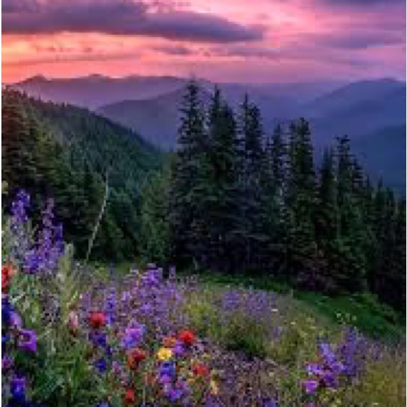 Profile Picture of Ava Mierau (@avacm2008) on Poshmark