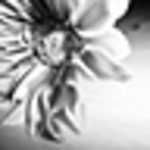 Profile Picture of Lori Adams (@Lubell21) on Flickr