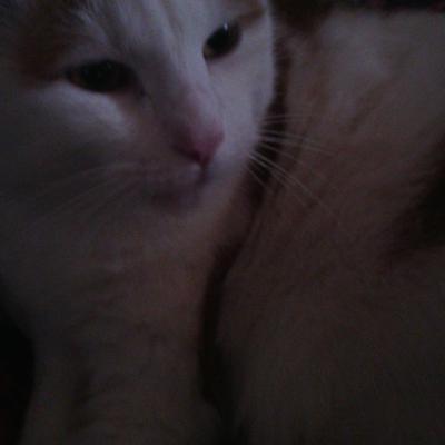 Profile Picture of Alexandra Schatz (@alexandraschat1) on Twitter