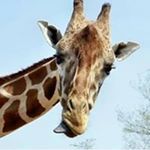 Profile Picture of Lisette Gauthier (@gauthier_lisette) on Instagram