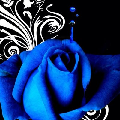 Profile Picture of Maria Lightfoot (@LightfootMaria) on Twitter