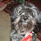 Profile Picture of Carlie Holdredge (@carliebh) on Pinterest