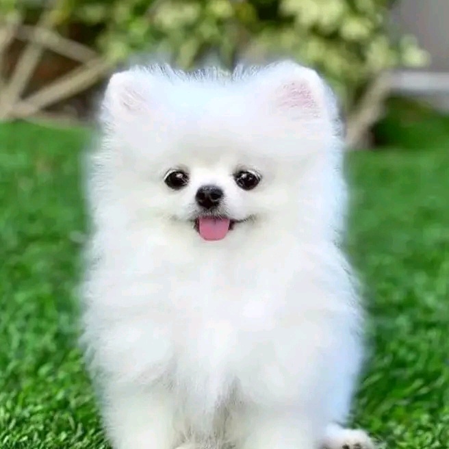Profile Picture of Ashakutty (@user9823706678213) on Tiktok