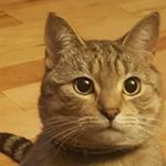 Profile Picture of Peter LeChat (@peterlechat) on Instagram