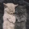 Profile Picture of Felicia APETI (@felicia.apeti) on Tiktok