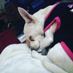 Josh Crowell - Instagram Profile Picture of Josh Crowell (@sublime_lime_sd) on Instagram