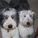 Profile Picture of Pam Pfeiffer (@pamp1130) on Pinterest