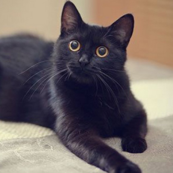 Profile Picture of Jasmine Hines (@jasminehines377) on Poshmark