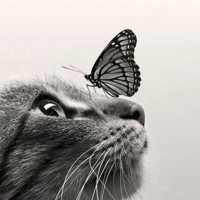 Profile Picture of Jeremy Liew (@liutongxun) on Twitter