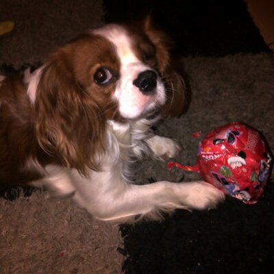 Profile Picture of Alison Tobin (@geomilgib) on Twitter