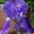 Profile Picture of Dawn Gideon (@dawngideon) on Pinterest
