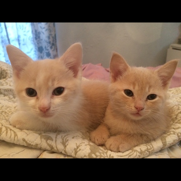 Stephanie Pass - Poshmark Profile Picture of Stephanie Pass (@crazymaggie33) on Poshmark