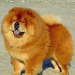 Profile Picture of EL JEFE DE LOS PERROS👑😎❤🦁 (@chowchow_love64) on Instagram