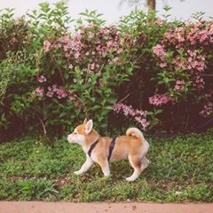 Profile Picture of Chieh Tsai (@chiehtsai5) on Tiktok
