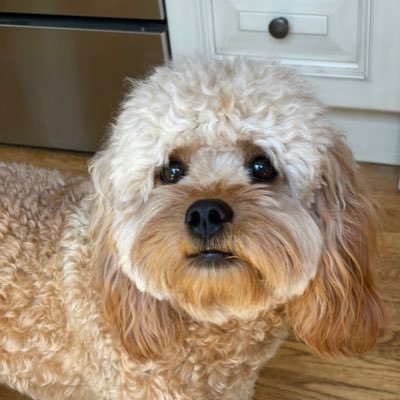 Profile Picture of Peter Hutchins (@HutchinsPeter) on Twitter