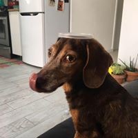 Profile Picture of Joshua Levine (@joshua-levine-17) on Quora