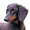 Profile Picture of William Chiles (@William Chiles) on Flickr