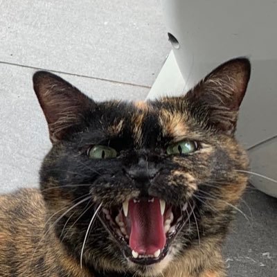 Profile Picture of A new dawn (@burstaxon) on Twitter