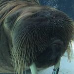 Profile Picture of Sheldon Shaw (@xgnmoondawg10.v2) on Instagram