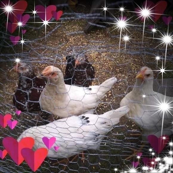 Profile Picture of Bernica Cotton (@chickenmom8390) on Poshmark