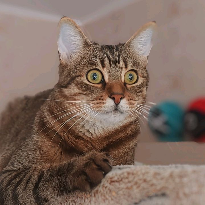 Profile Picture of David (@david_lipen) on Tiktok