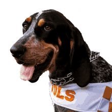 Profile Picture of Bluetick Coonhounds Are Better Than Your Dog (@Stephen_Nelsen) on Twitter