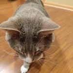 Profile Picture of manny martin (@manny_boss_cat_11) on Instagram