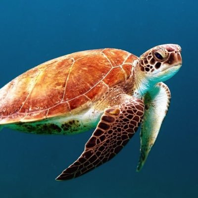 Profile Picture of Nobody (@chad_the_turtle) on Twitter