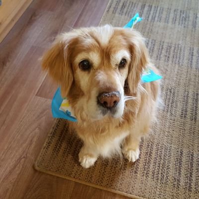 Profile Picture of Kim Wozniak (@KimWoz55) on Twitter