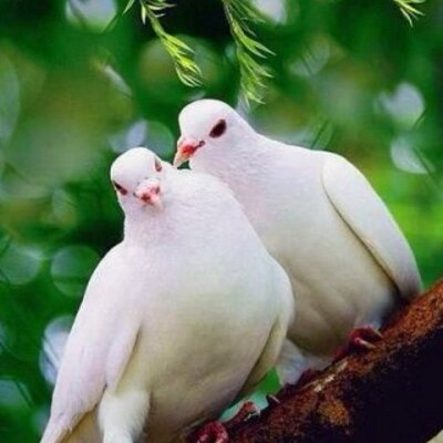 Profile Picture of Vuthykeo (@cao12668866) on Twitter