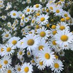 Profile Picture of ZANE_FRANK__ETHAN_NANCY_RUBY (@earls_ave_gang) on Instagram