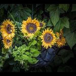 Profile Picture of Kevin Johannes (@kevin27280) on Instagram