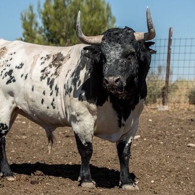 Profile Picture of Sin Toro Nada (@sintoronada) on Twitter