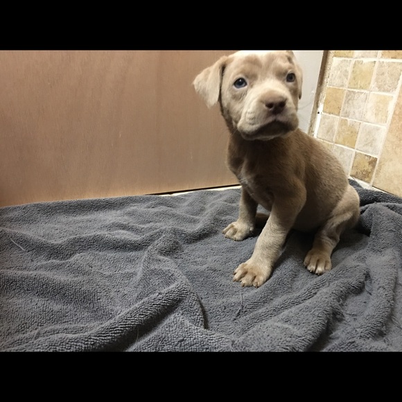 Profile Picture of Carl Arevalo (@carevalo2) on Poshmark