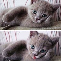 Profile Picture of Amanda Bray (@amanda-bray-22) on Quora