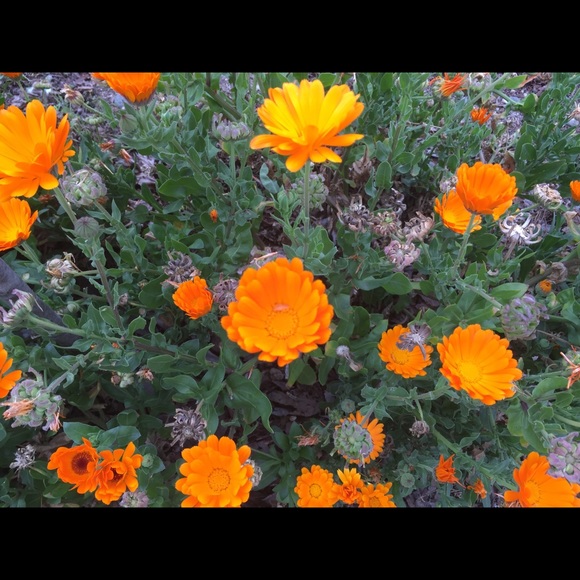 Ieng Shanrock - Poshmark Profile Picture of Ieng Shanrock (@lulu_mula) on Poshmark