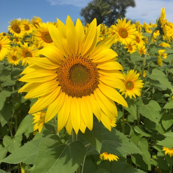 Profile Picture of Kelly Lomasney (@klo25) on Poshmark