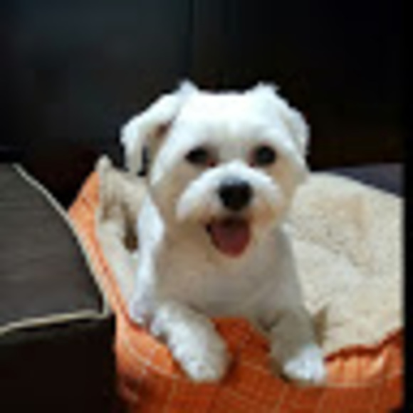 Melissa Kissoon - Poshmark Profile Picture of Melissa Kissoon (@melissakissoon) on Poshmark