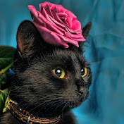 Profile Picture of Ken Harper (@kenharper1741) on Youtube